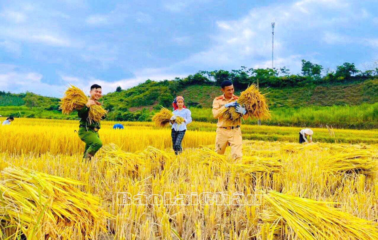 Cán bộ, chiến sỹ Công an huyện Than Uyên giúp người dân gặt lúa.
